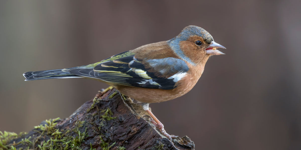 Chaffinch Male Bird