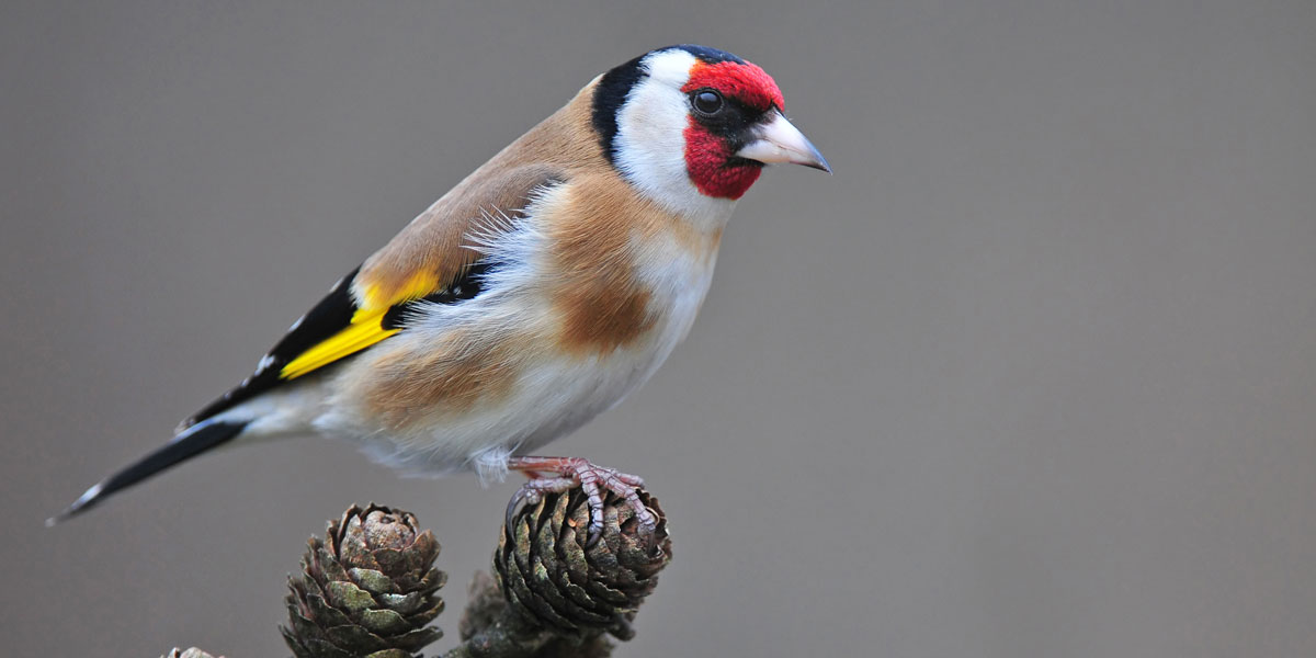 Goldfinch, Identification, Habitat and Food | Ark Wildlife UK