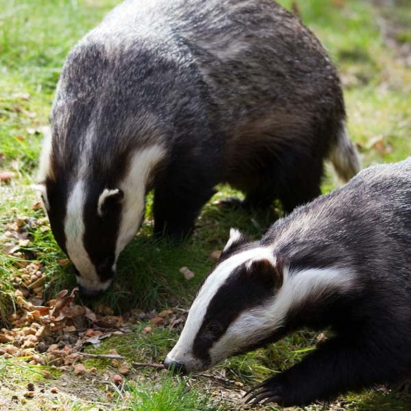 Badgers Eating