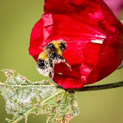 Bumblebee Pollinator 