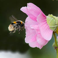 Bumblebee in hollyhock