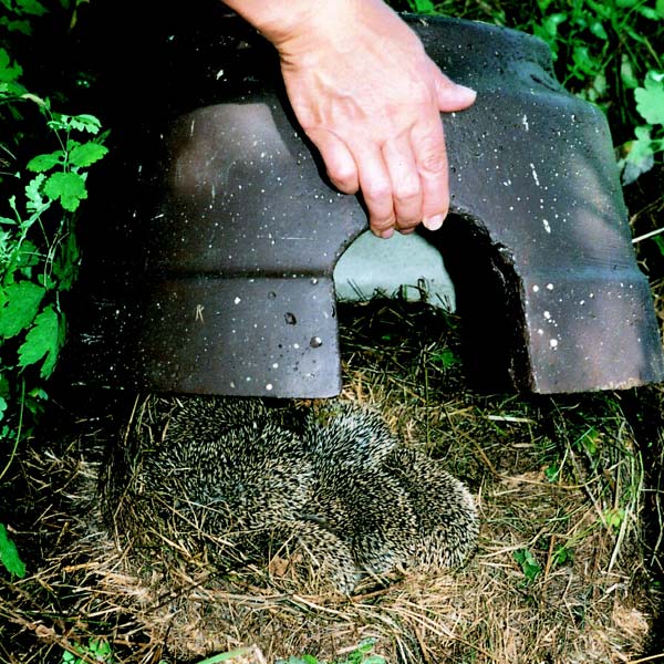 Hedgehog Nest with Babies