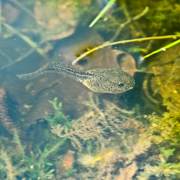 Tadpole Swimming in Pond
