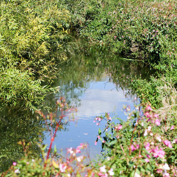 A Naturalised Wildlife Pond