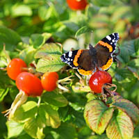 Butterfly on Bush