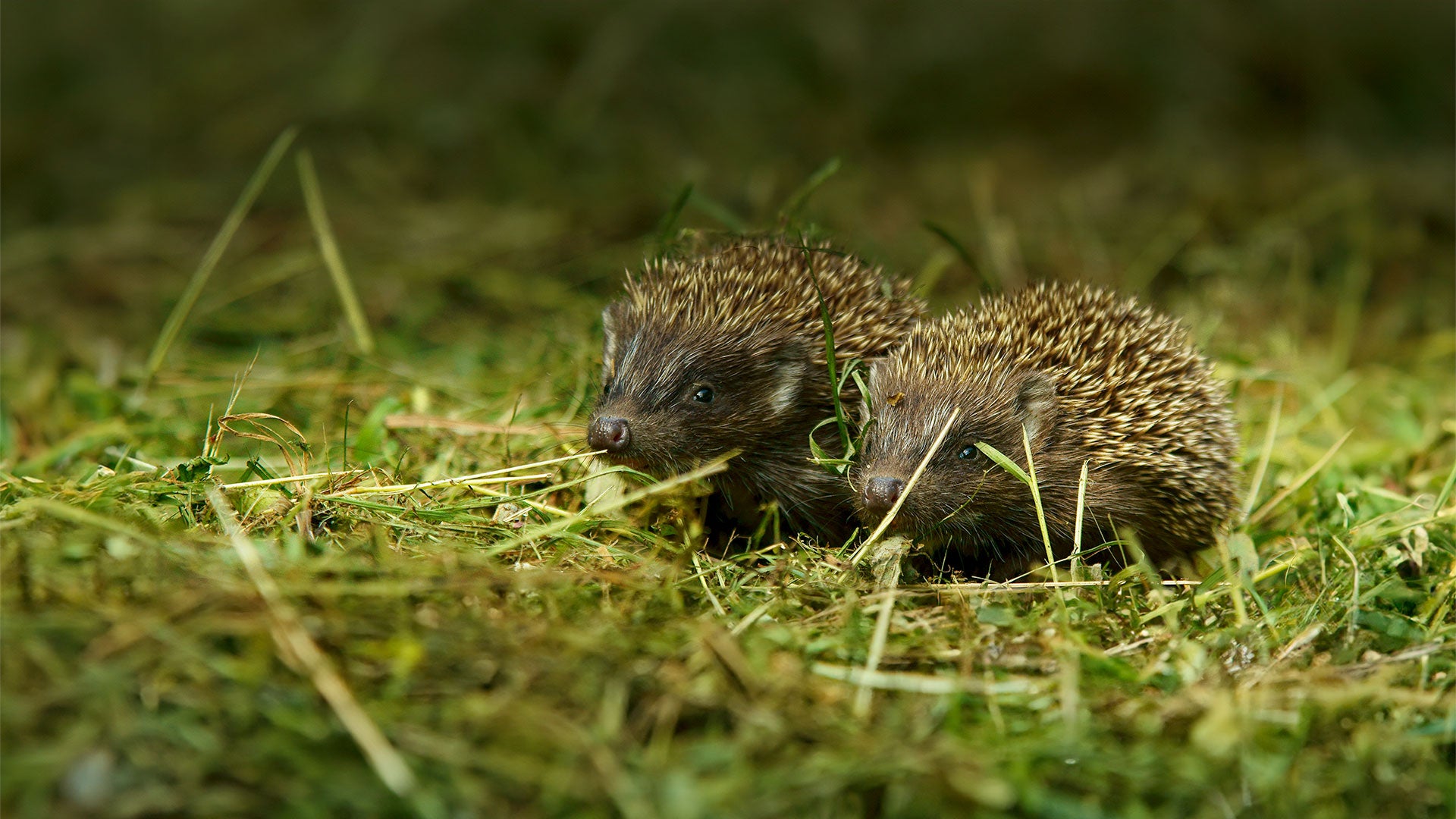 Wildlife Garden