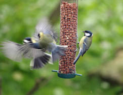 Birds fighting on the bird feeder