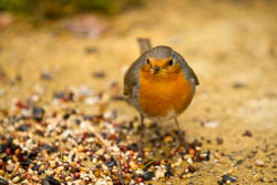 Robin feeding on bird food