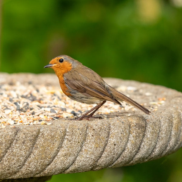 Robin feeding on bird food