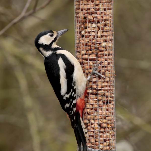 Woodpecker Feeding on Peanuts