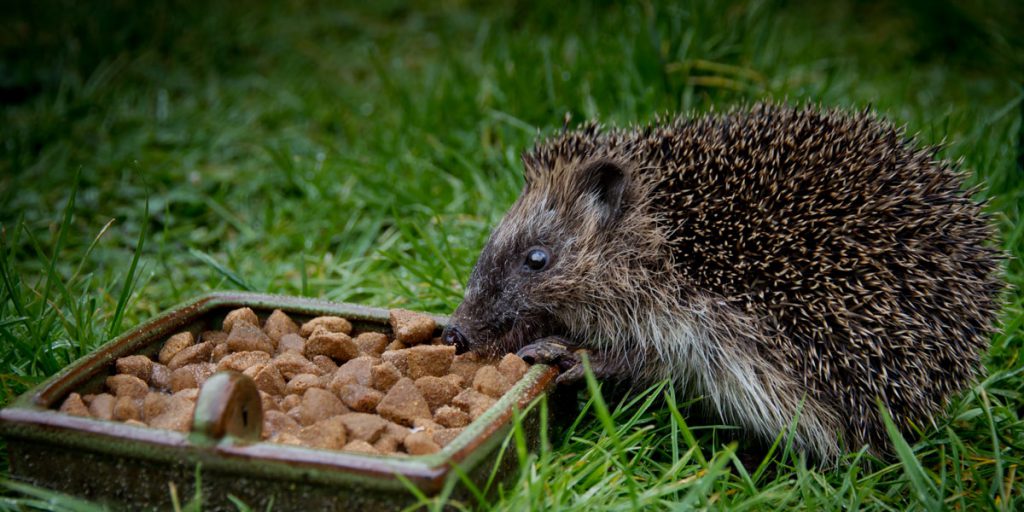 Hedgehog food feeding