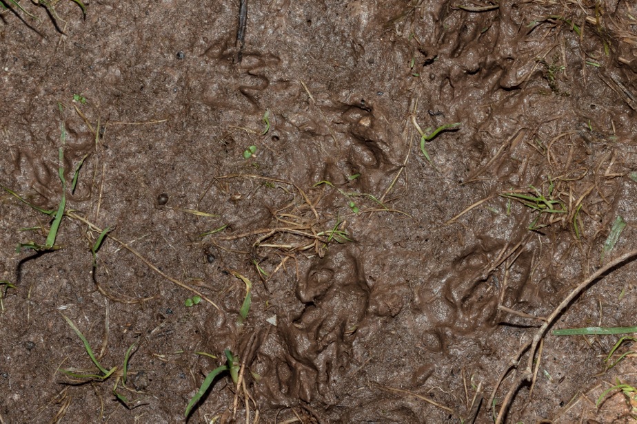 Hedgehog Footprints