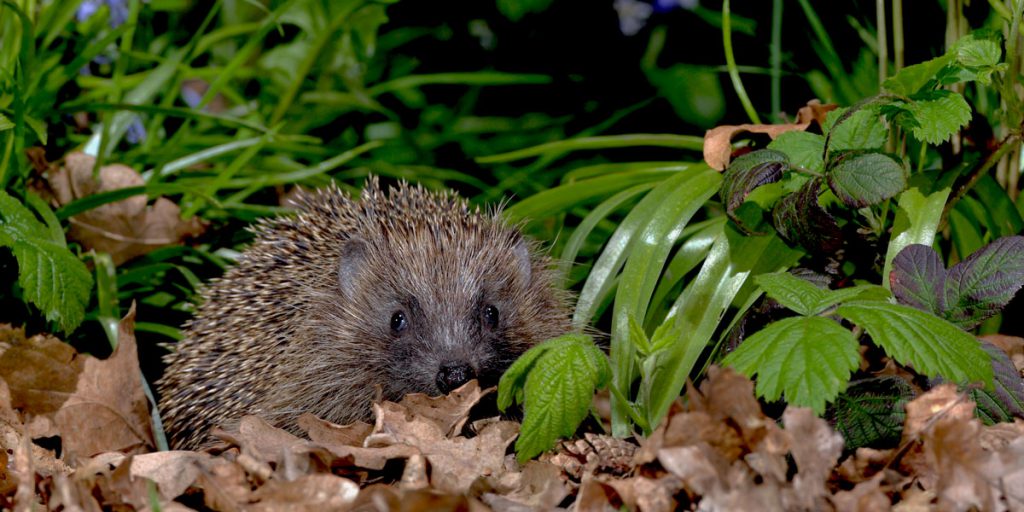 gardening for hedgehogs