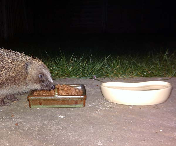 Hedgehog gap in gate