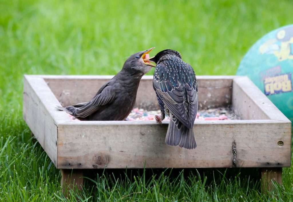 Mother feeds fledgling starling