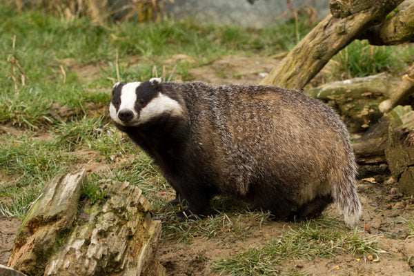 Wildlife Gardening