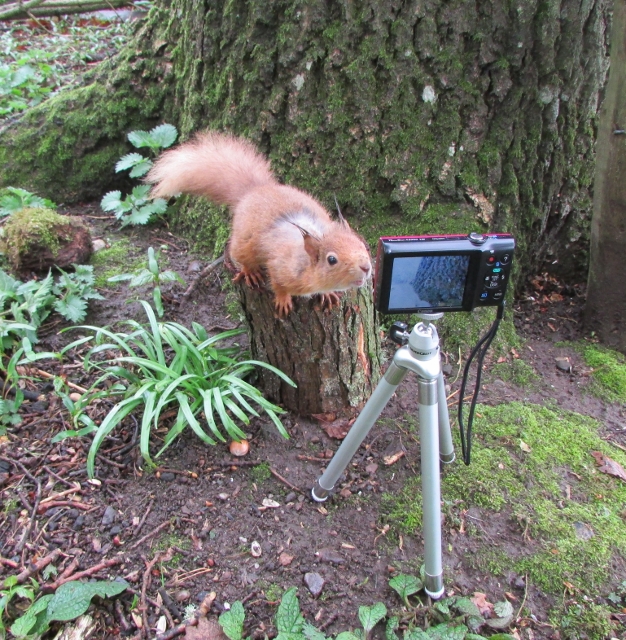 Red Squirrel spotted