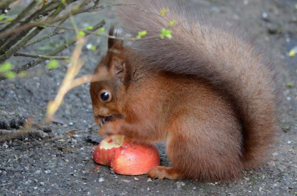 Red Squirrel eating an apple
