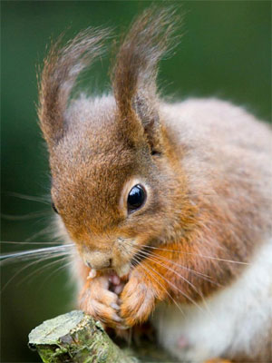 Red Squirrel Feeding 