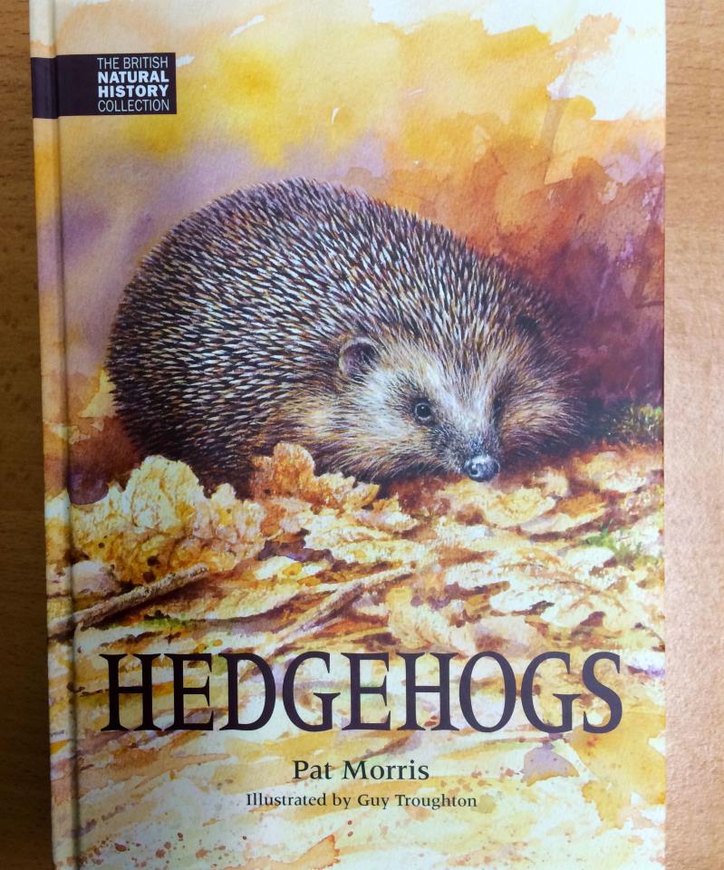 New Hedgehogs 