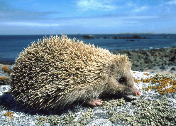 Alderney Blonde Hedgehog