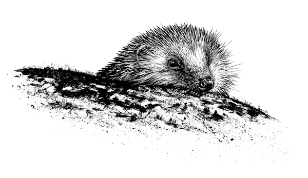 Hedgehog by Guy Troughton