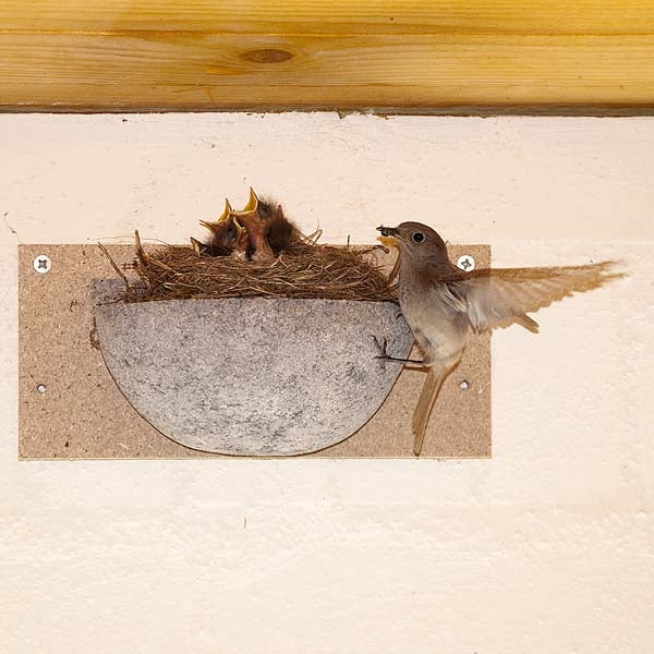 Swallow nest