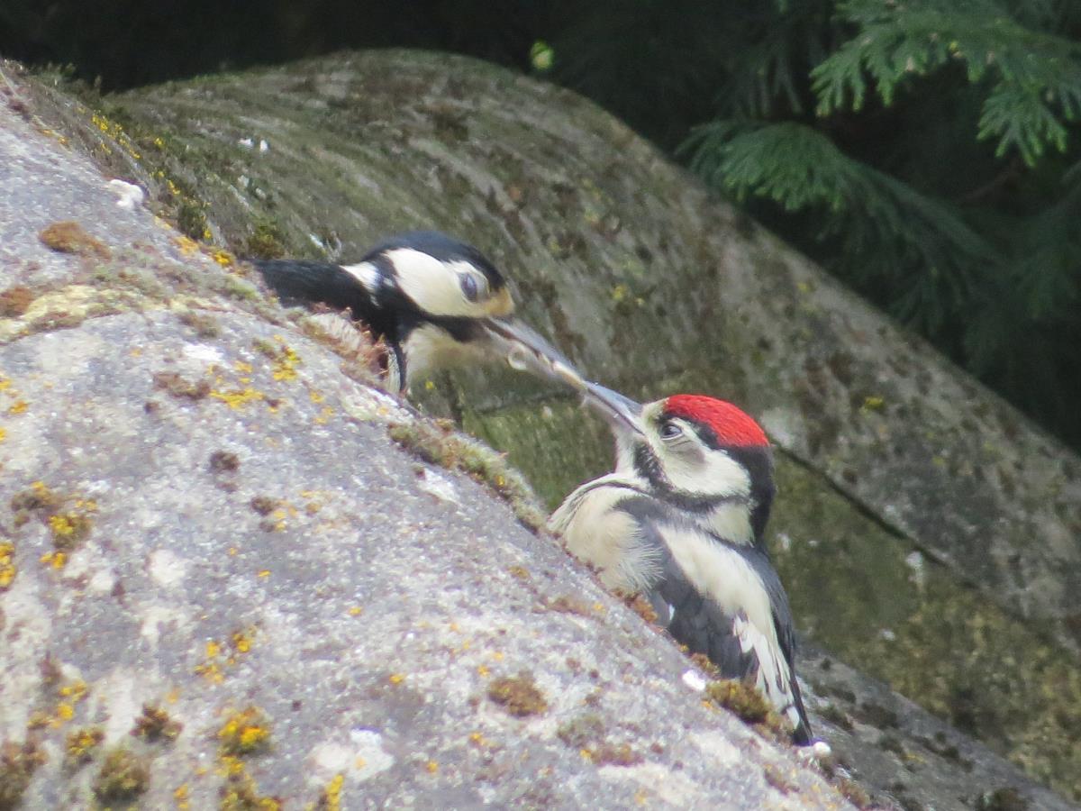 Female feeding youngster Woodpeckers