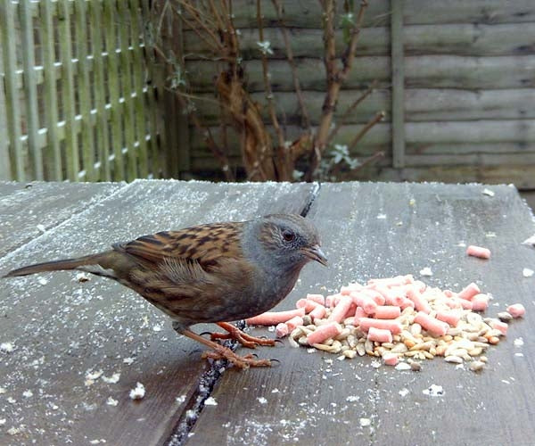 Blackbird nest