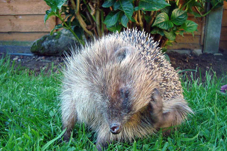 Blind rescue hedgehog Millie