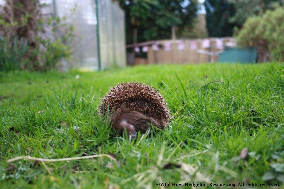 Hedgehog on garden lawn