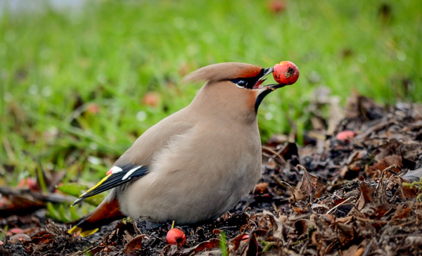Waxwing Passing a Berry
