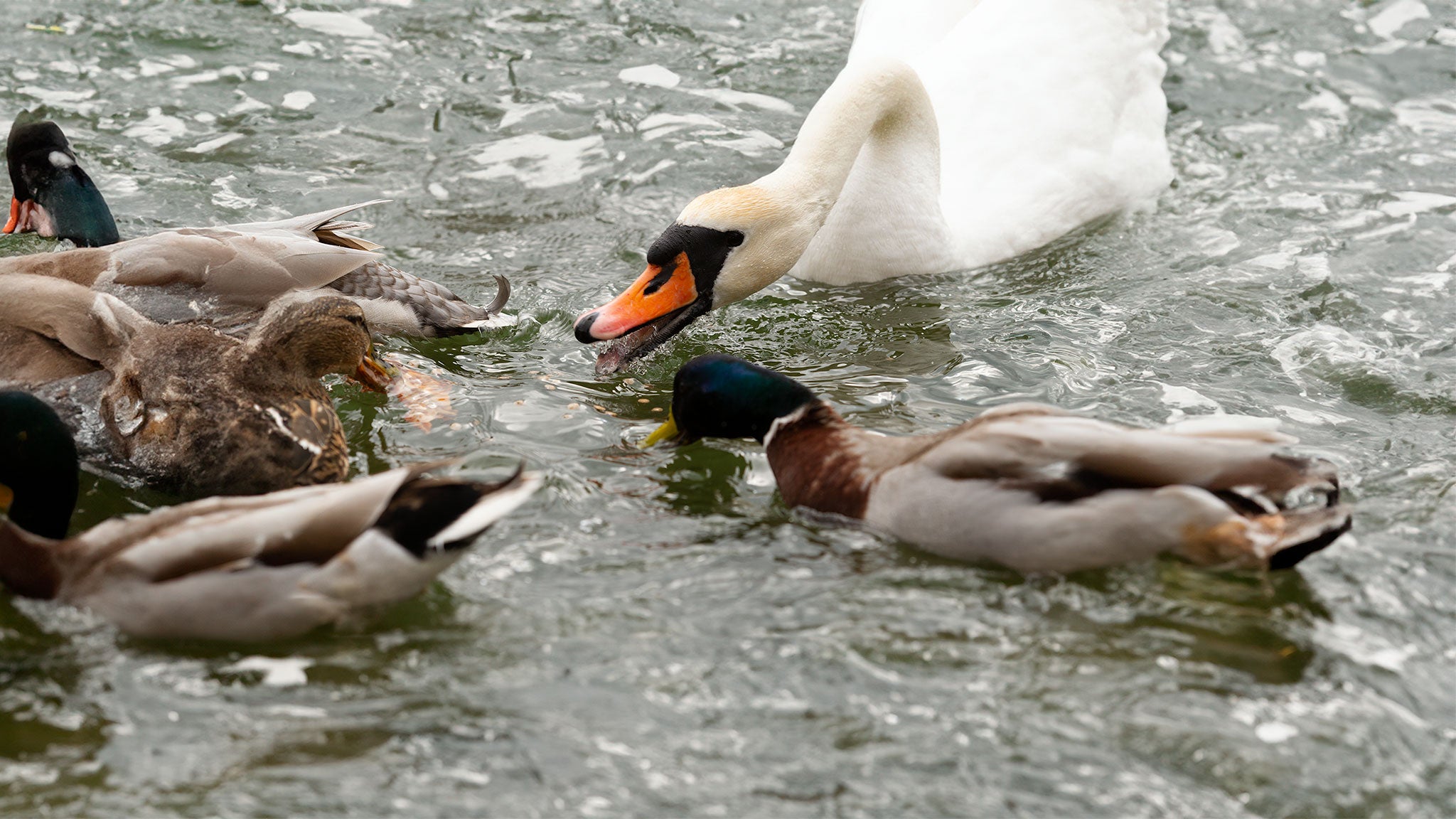 Ducklings