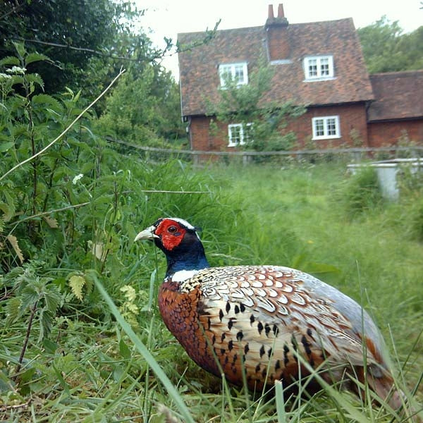 Injured pheasant