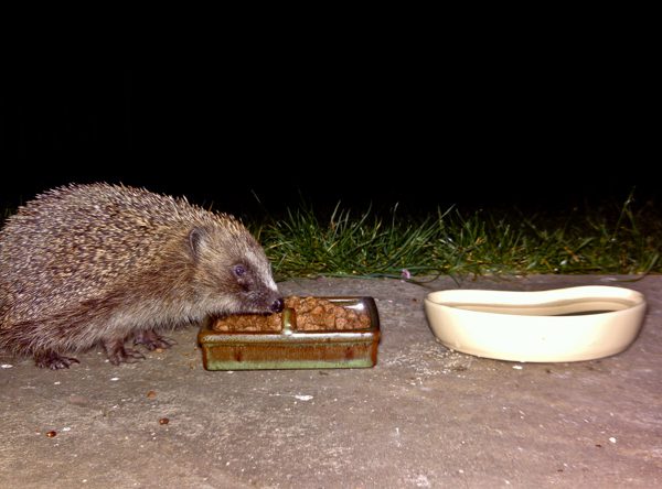Hedgehog Feeding