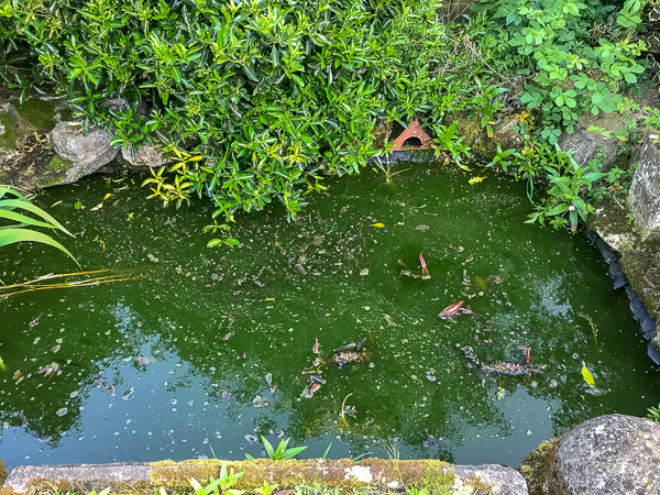 Pond full of Green Algae