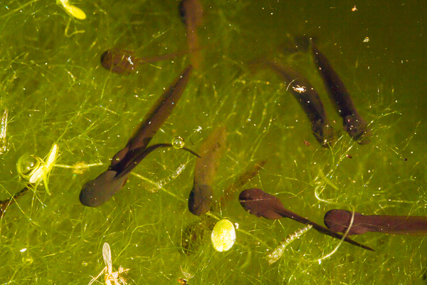 Tadpoles among the pond algae