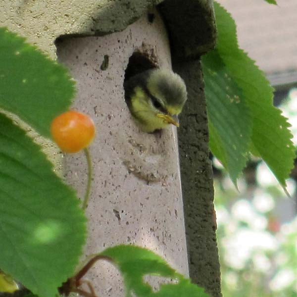 Blue Tit