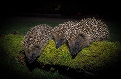 Hedgehog family