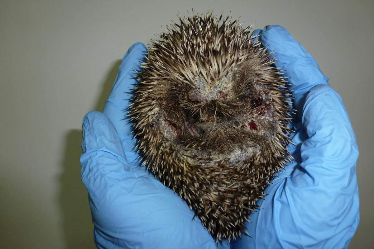 Hedgehog injured by strimmer