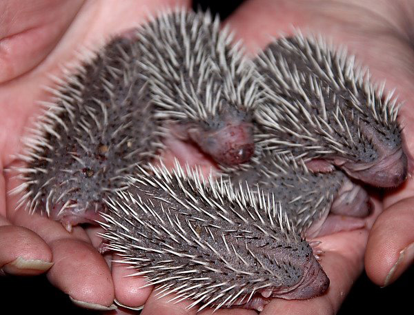 Week old baby hedgehogs