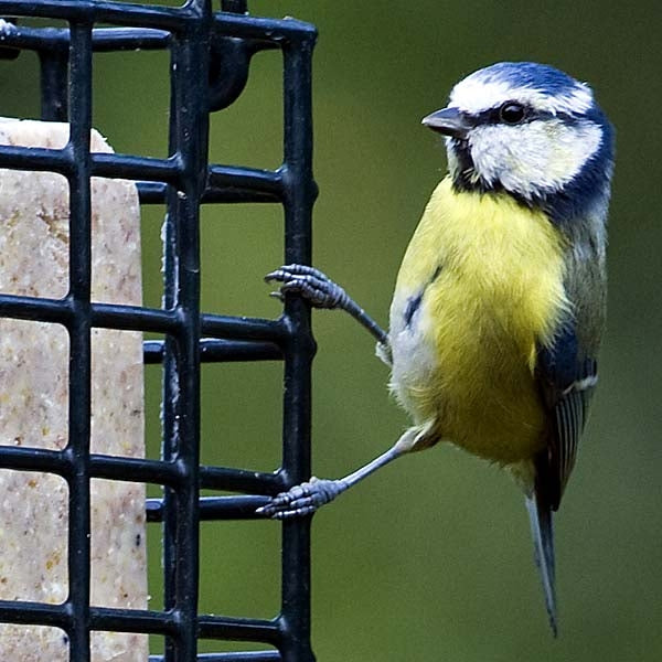 Bird Feeding Tips