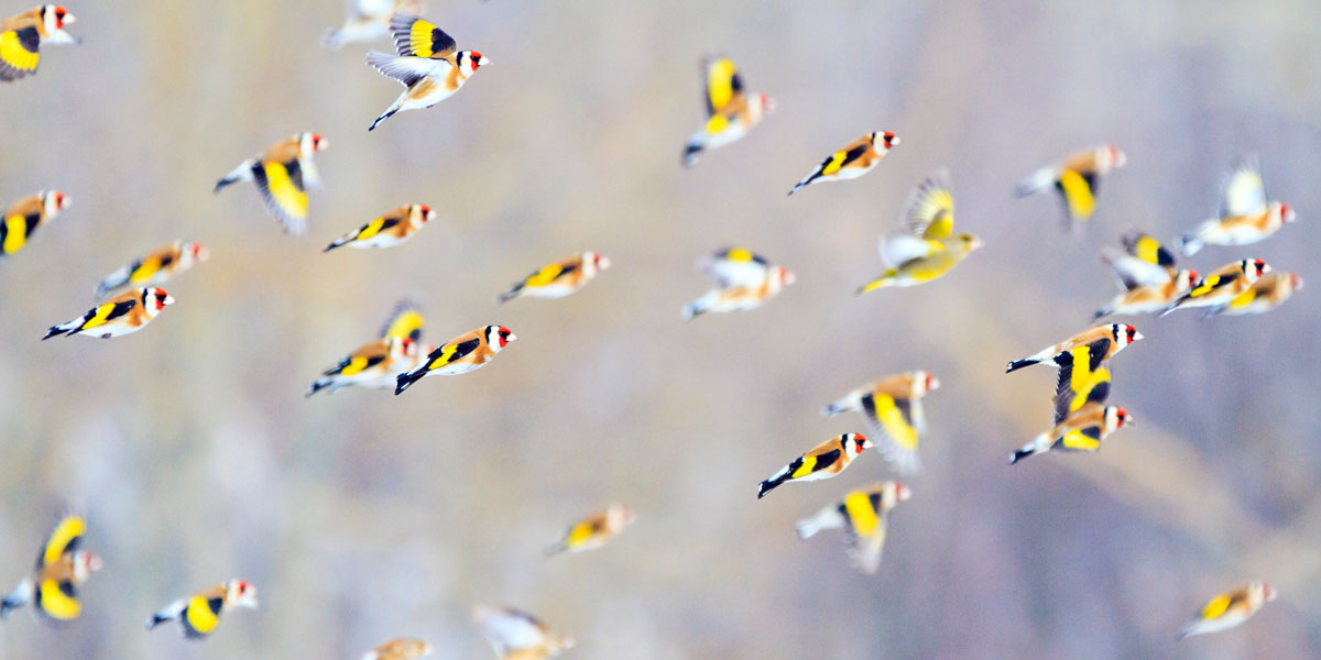 Flock or Charm of Goldfinches