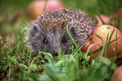 Hedgehog next to an apple