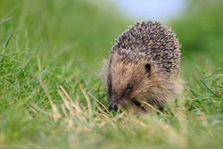 Hedgehogs forage miles every night