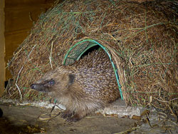 Hedgehog shelter