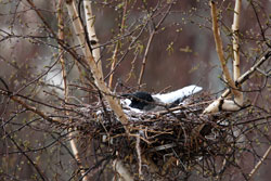 Snowing on bird nest