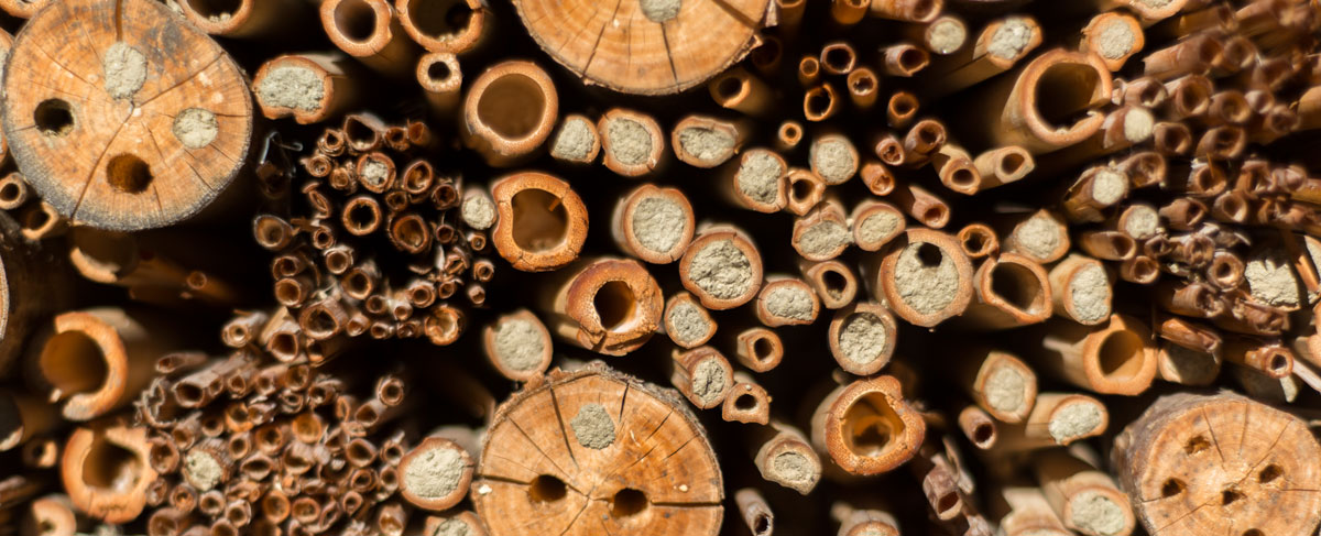 Solitary Bee Tubes