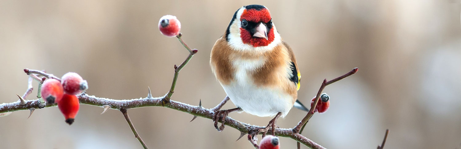 What to feed birds in winter? Top tips for feeding birds in the winter