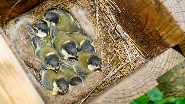 Great tit brood in nest box